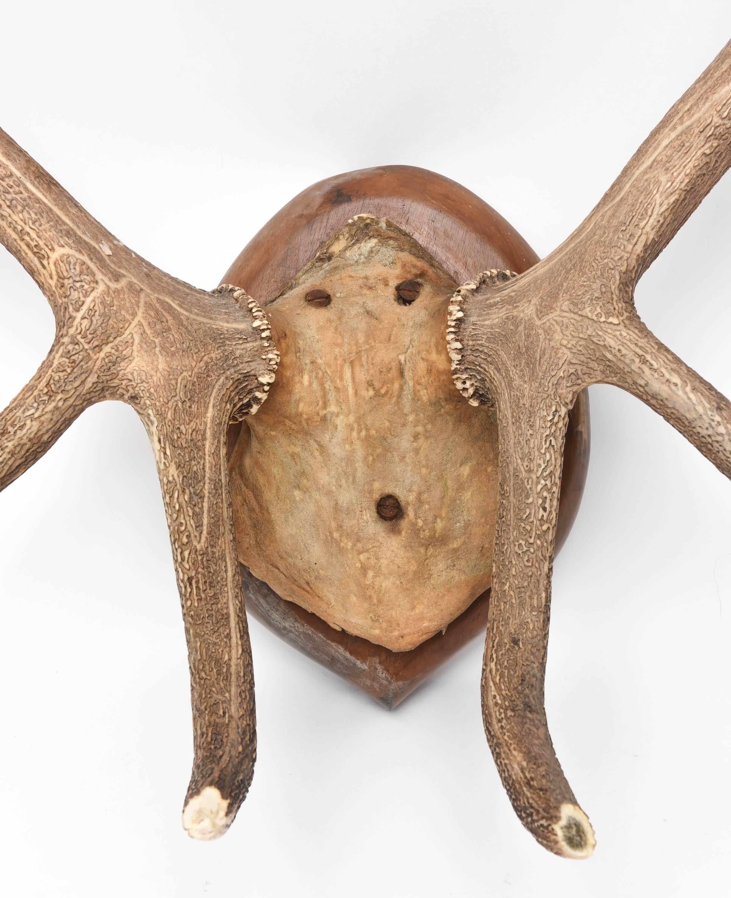 modern antler mount