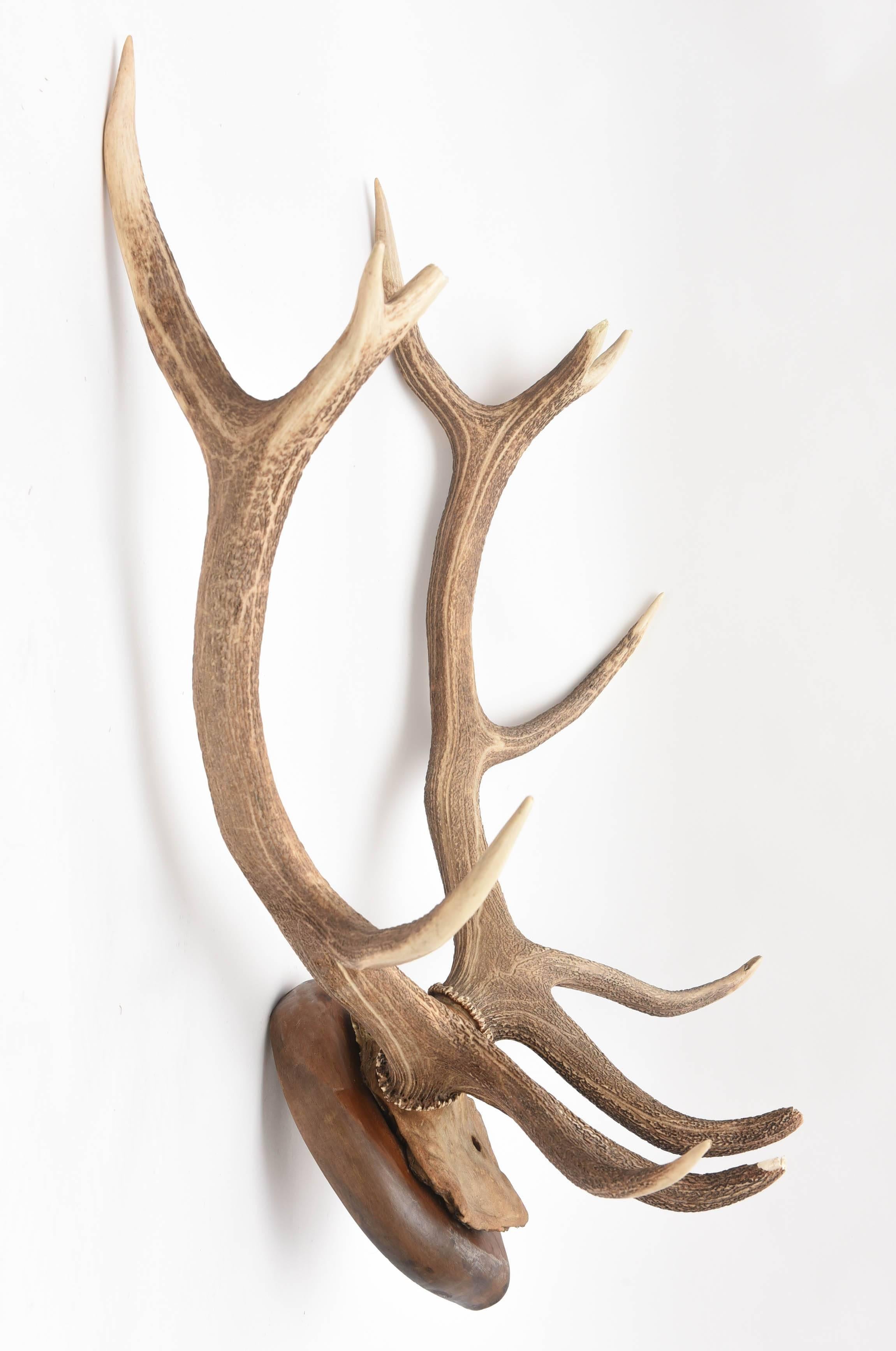 Late 20th Century Mid-Century Modern White Tail Deer Buck Antlers Horns on Wall-Mounted Plaque