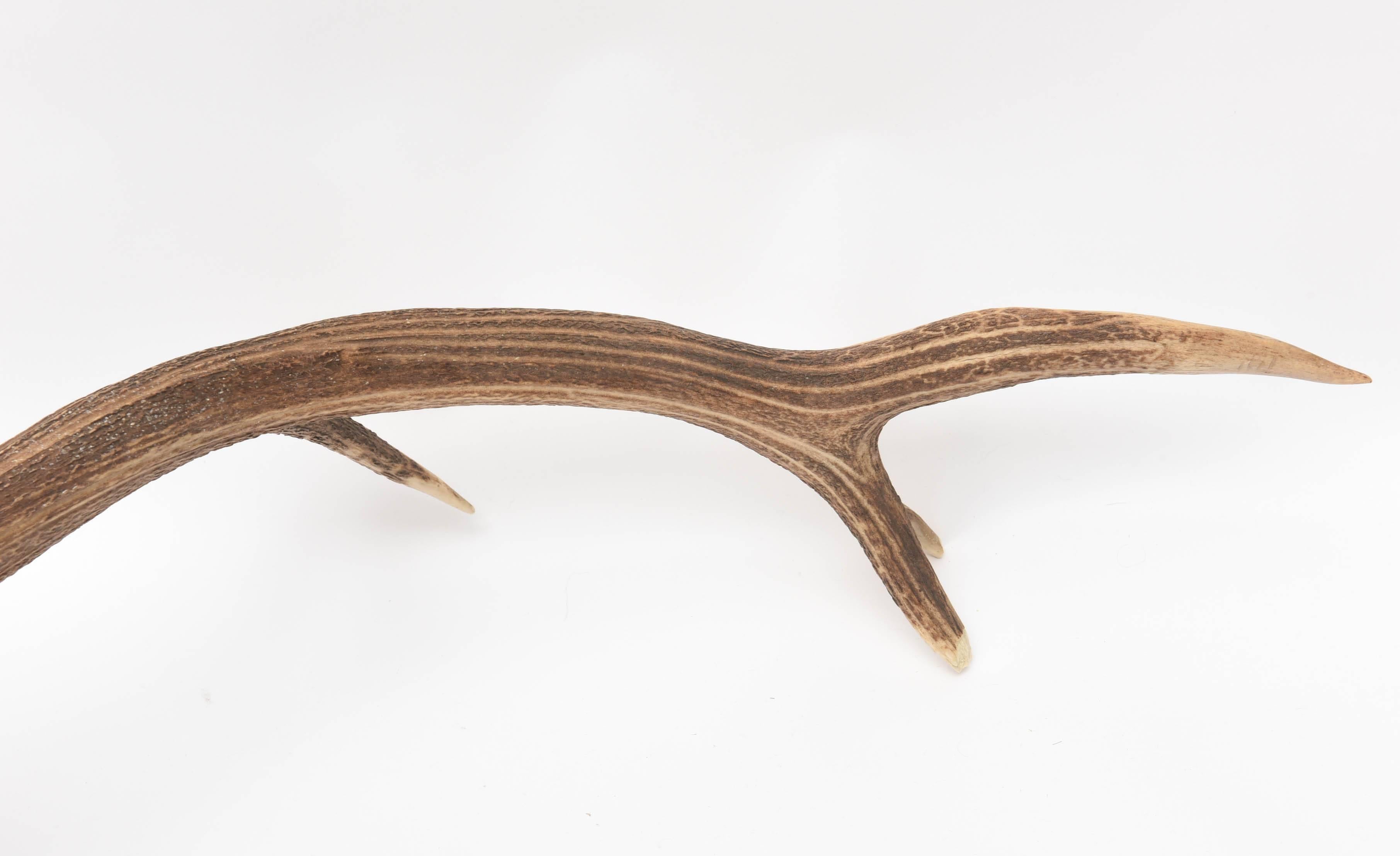 Mid-Century Modern White Tail Deer Buck Antlers Horns on Wall-Mounted Plaque 2