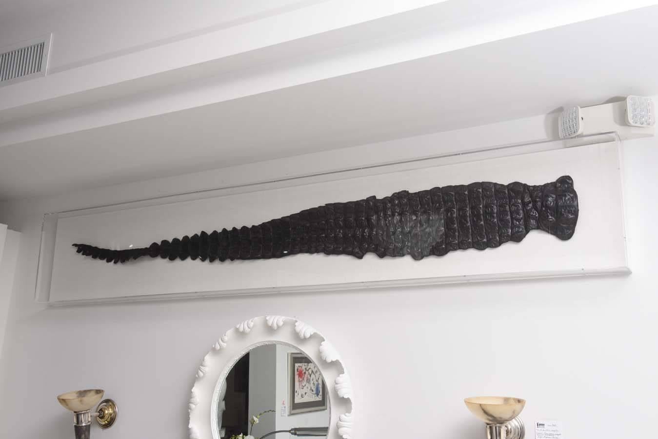 This exotic Egyptian Nile crocodile has been dyed black and mounted on a linen fabric with a Lucite box.

Note: Nile crocodiles are not on the endangered species list.

For best net trade price or additional questions regarding this item, please