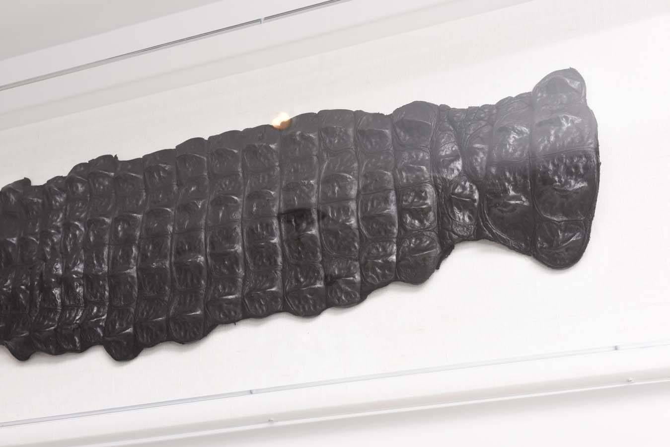 Egyptian Nile Crocodile Skin Framed in a Lucite Box In Excellent Condition In West Palm Beach, FL