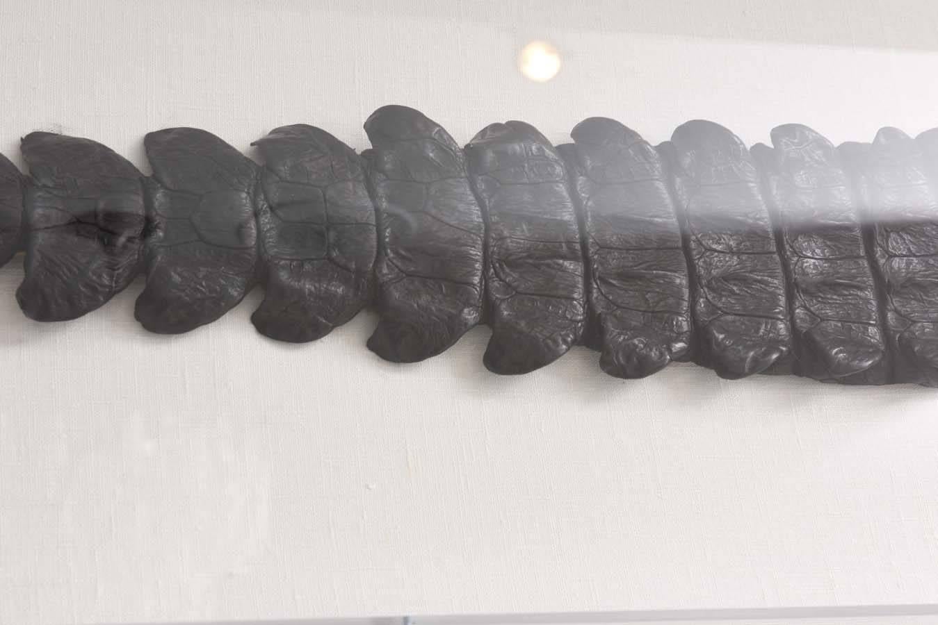 Egyptian Nile Crocodile Skin Framed in a Lucite Box 1
