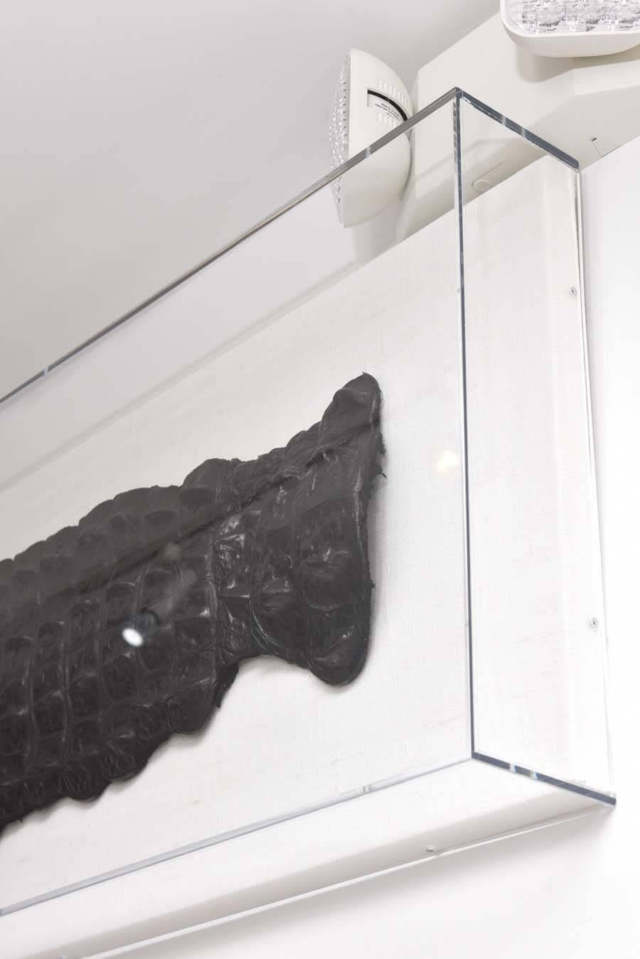 Egyptian Nile Crocodile Skin Framed in a Lucite Box 2