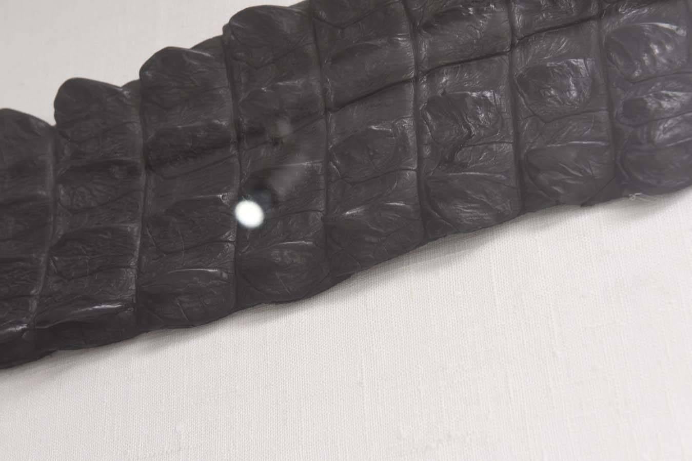 Egyptian Nile Crocodile Skin Framed in a Lucite Box 3