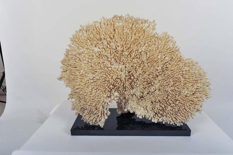 Extra Large Fan Shaped Piece of White Coral from a Private Collection