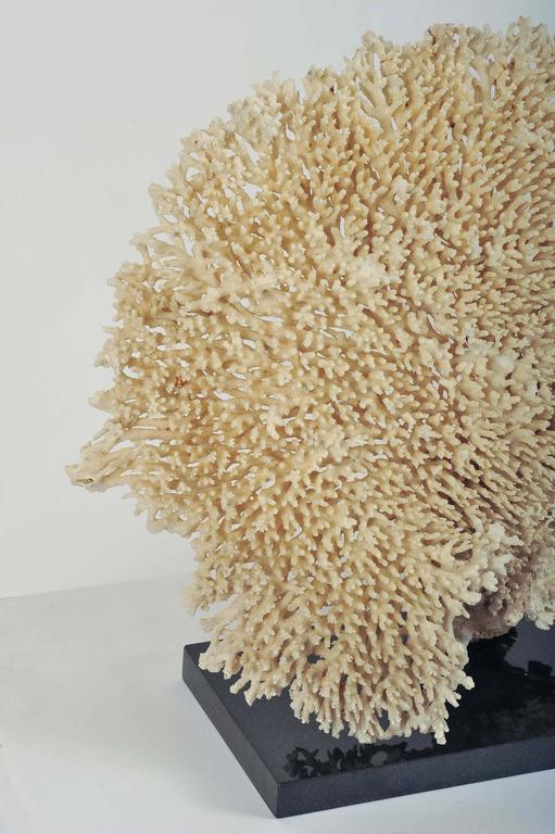 Extra Large Fan Shaped Piece of White Coral from a Private Collection