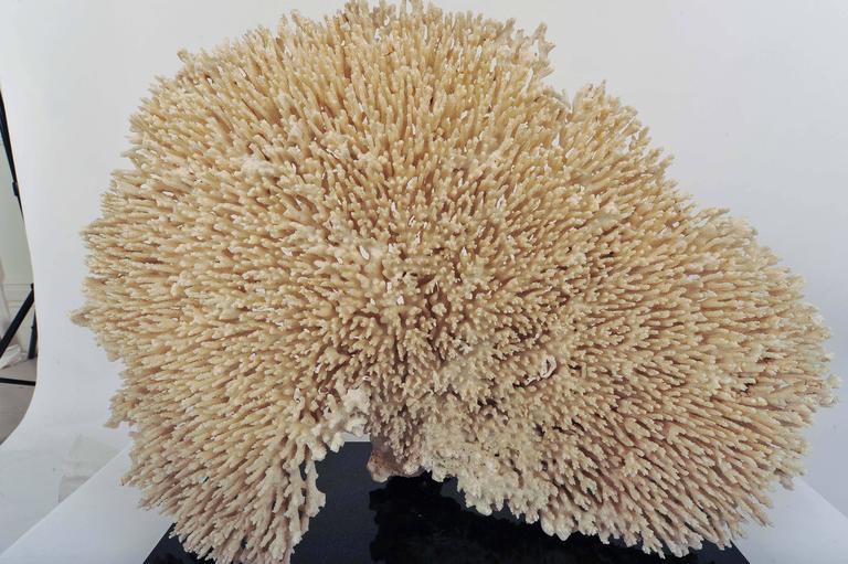 Extra Large Fan Shaped Piece of White Coral from a Private Collection