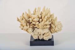 Mounted Medium Sized Piece of Coral
