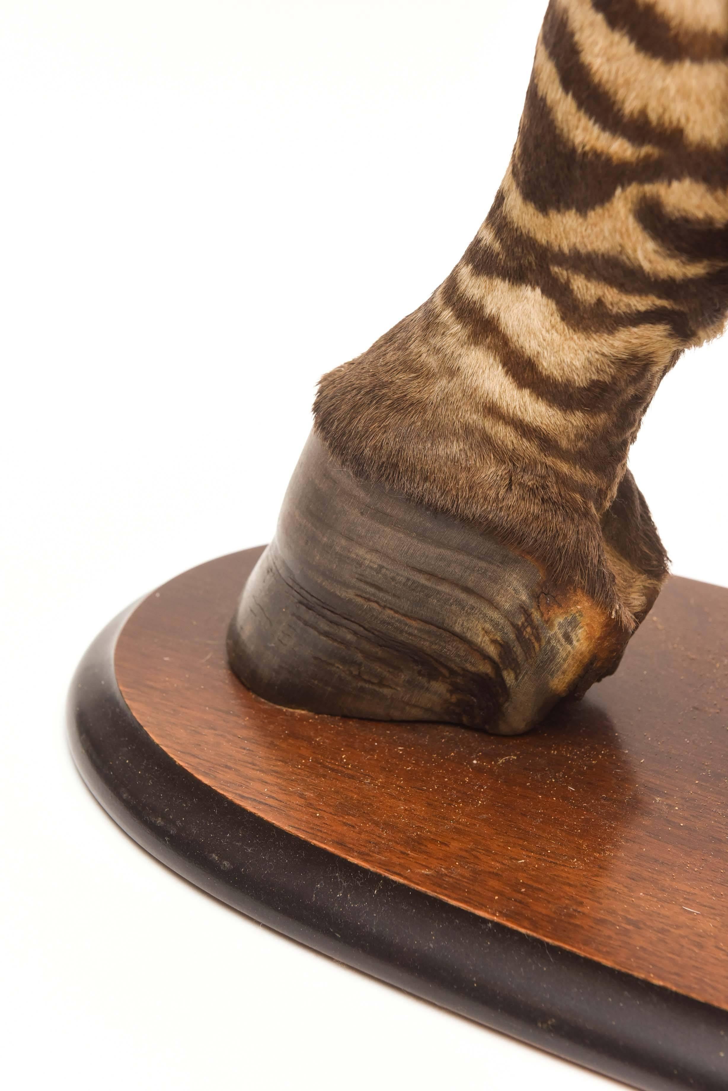 20th Century Uncommon Zebra Hoof Lamp