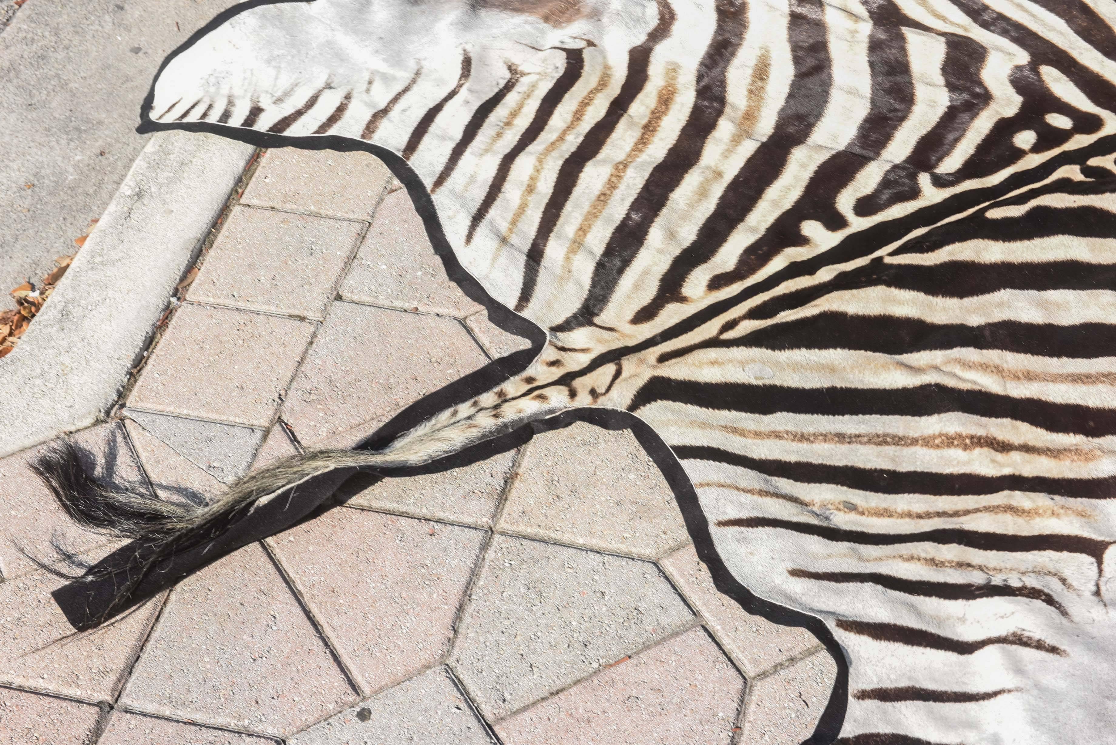 Zimbabwean Finely Figured Zebra Hide Rug
