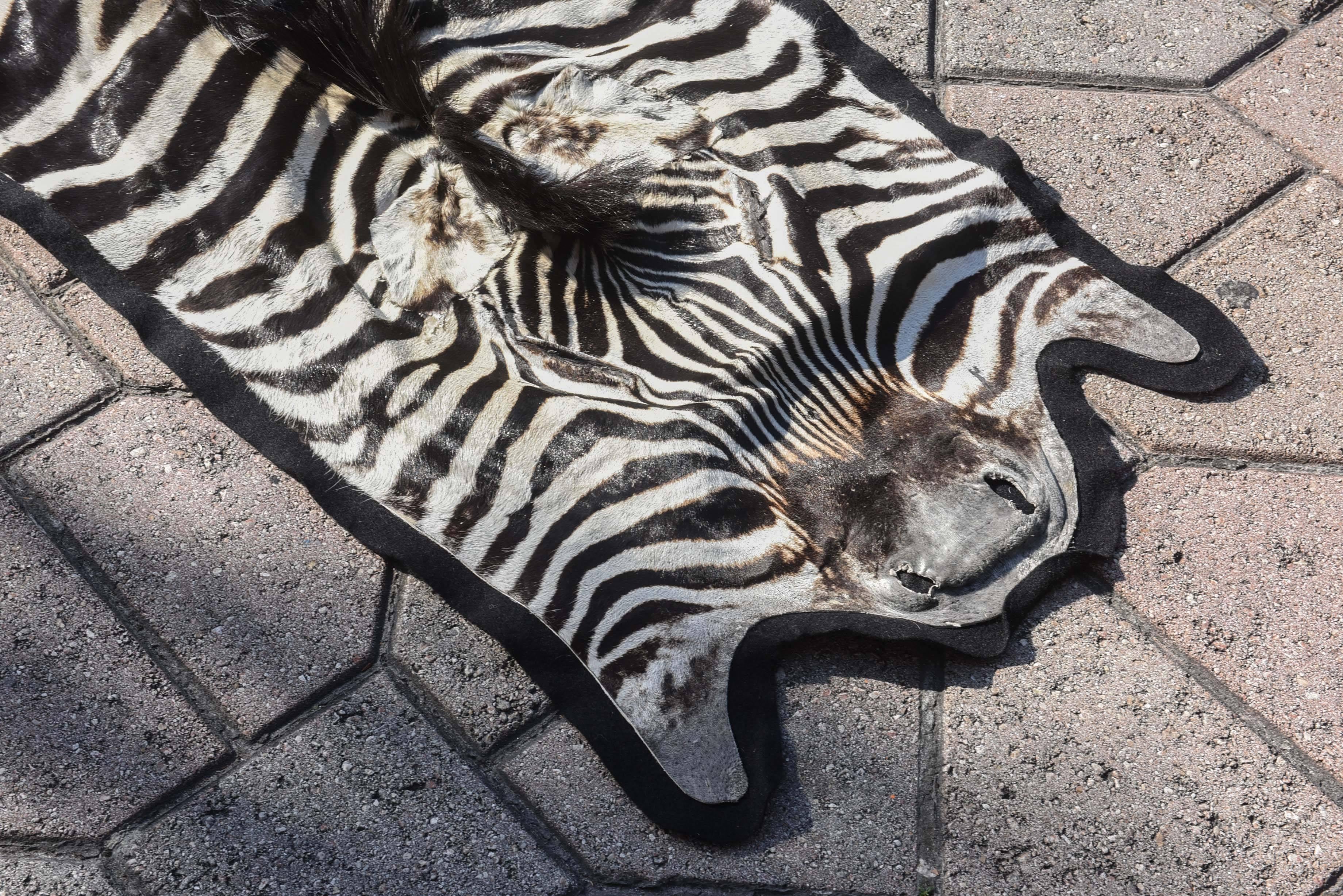 Finely Figured Zebra Hide Rug In Good Condition In West Palm Beach, FL