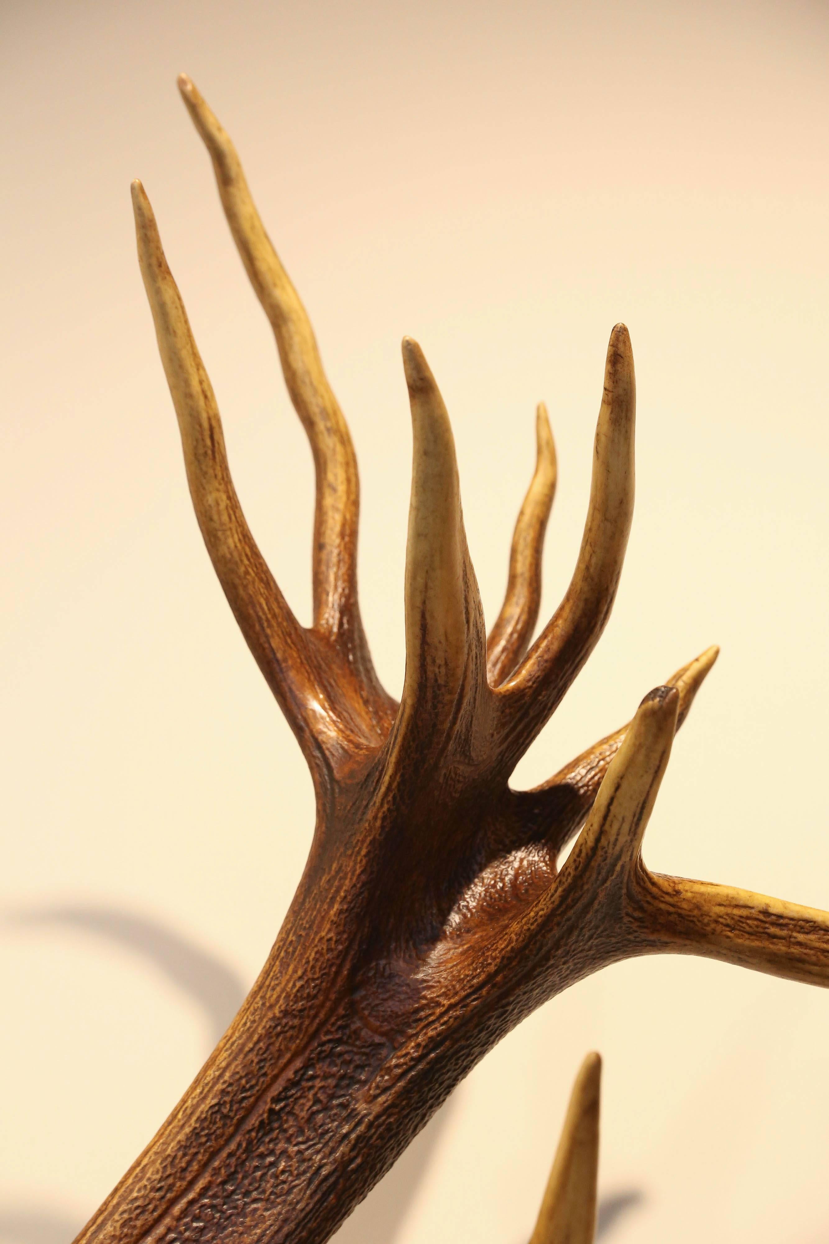 19th Century St. Hubertus Red Stag Hunting Trophy with Fürst Pless Horn 1