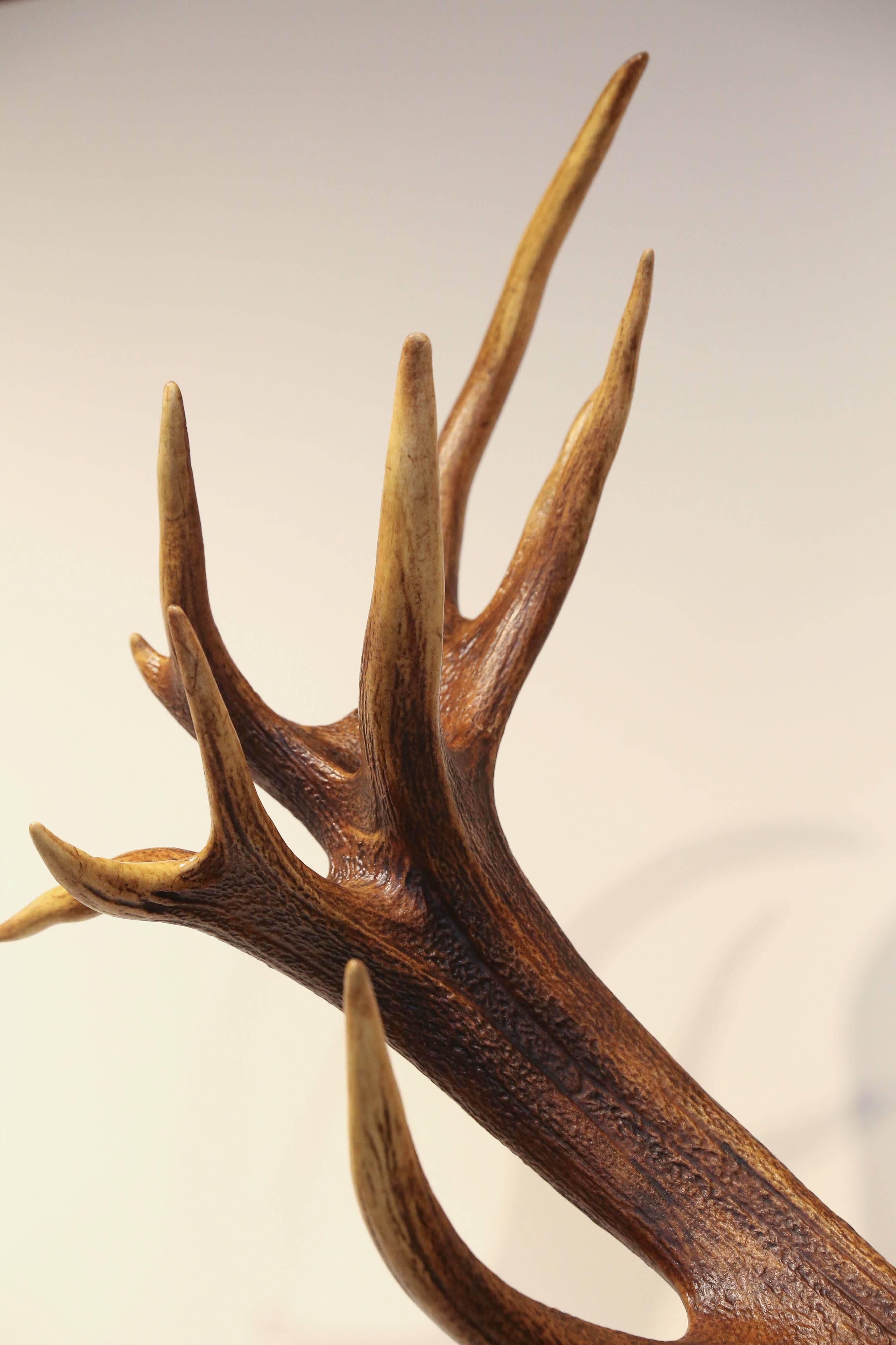 19th Century St. Hubertus Red Stag Hunting Trophy with Fürst Pless Horn 2
