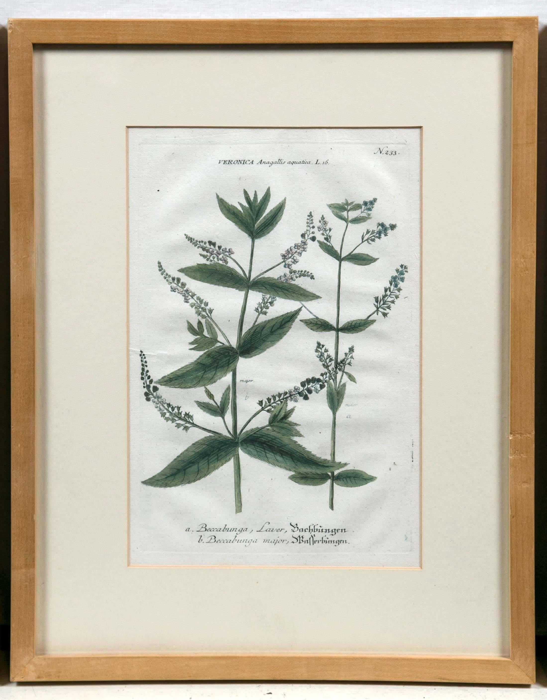 18th century botanical prints