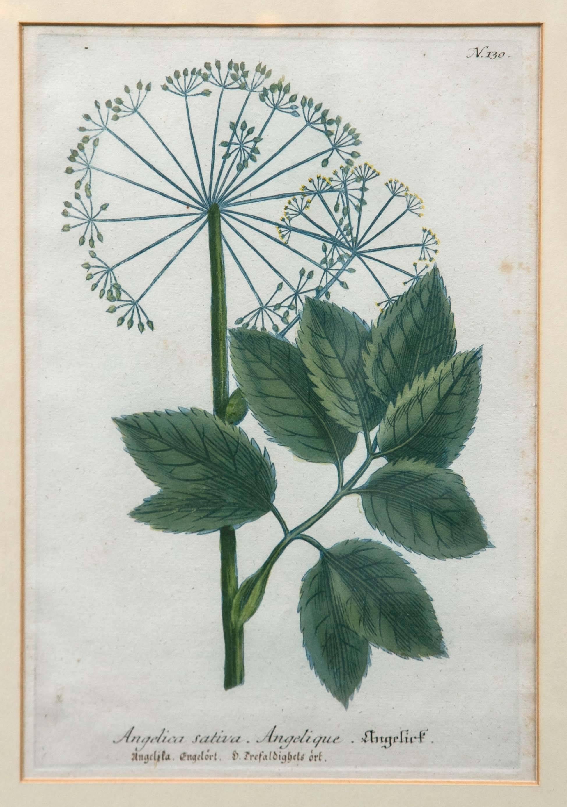 hand painted botanical prints