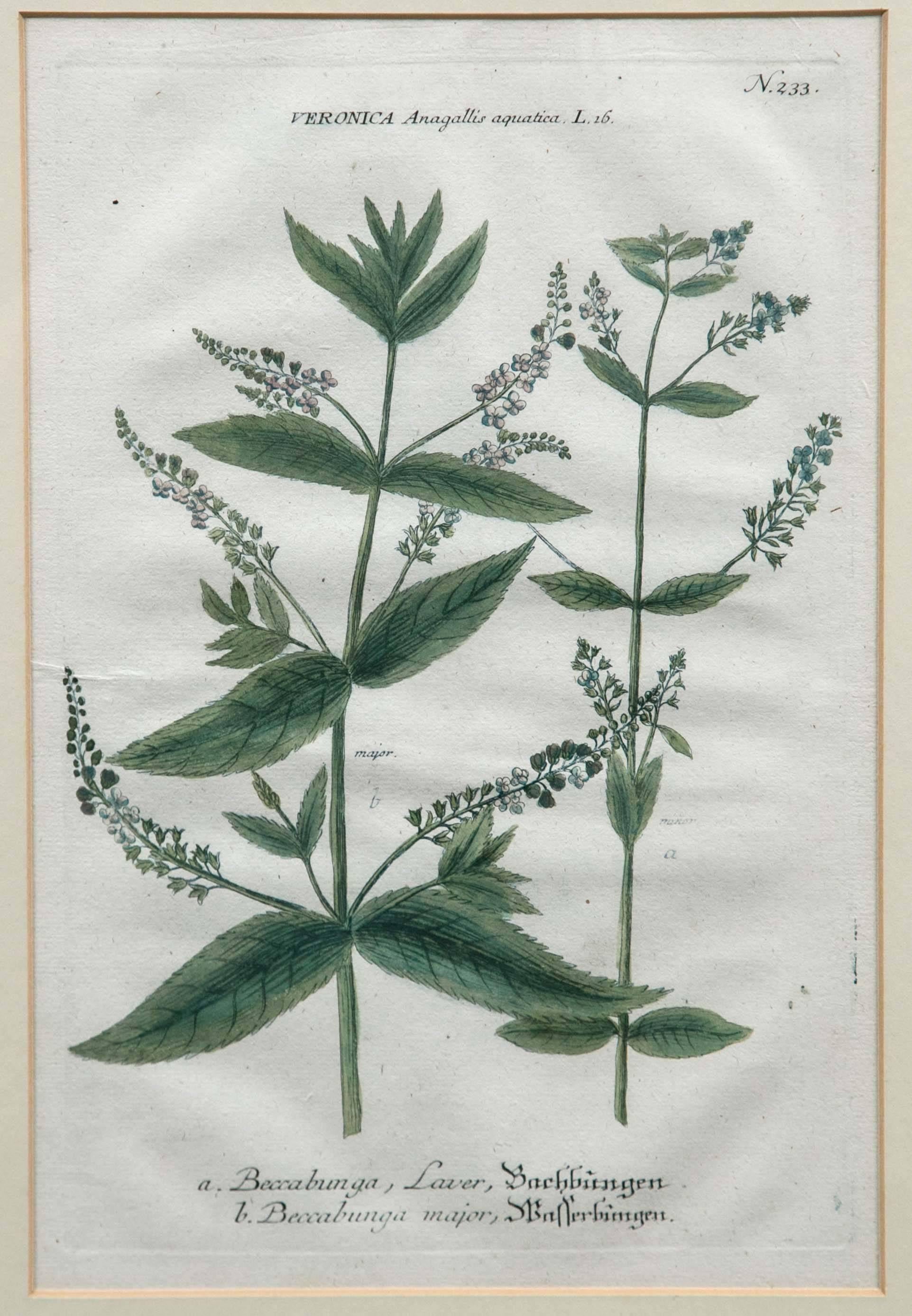 European Set of Three Hand-Colored Botanical Prints, Late 18th Century