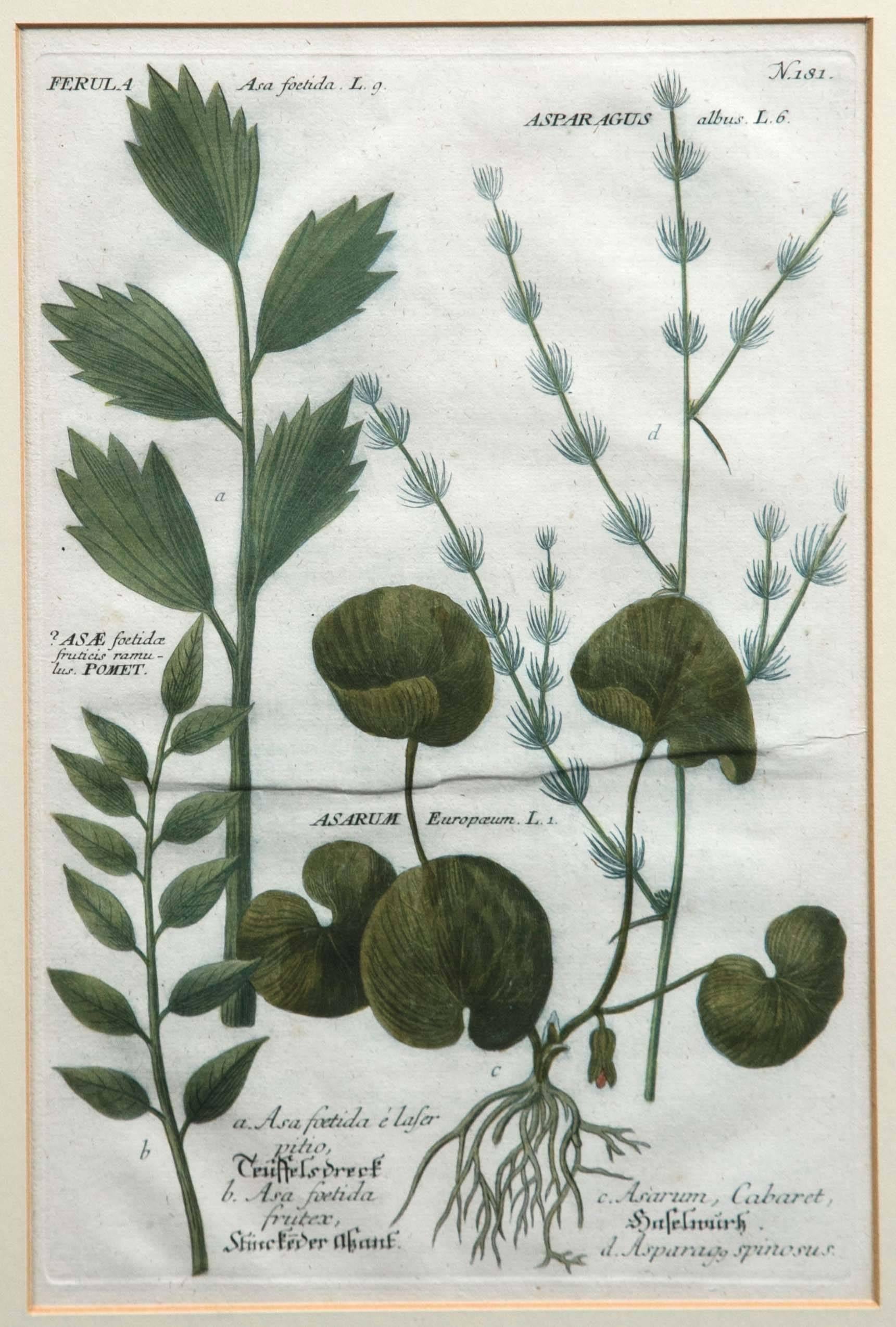 Set of Three Hand-Colored Botanical Prints, Late 18th Century In Good Condition In Chappaqua, NY