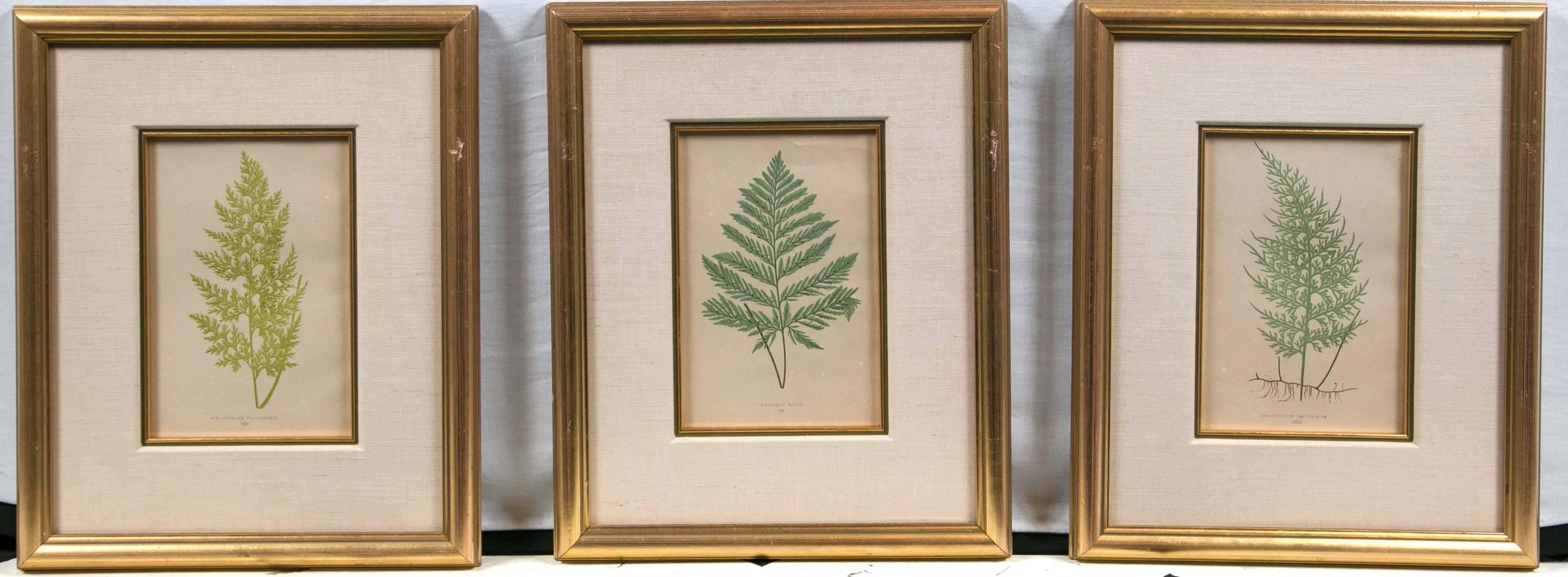 Set of six Fern prints from 'Ferns: British and Exotic' by E.J. Lowe published in England, mid-19th century. Retaining vibrant shades of original green colors. Custom gilt frames and fillets, with linen mats. Image size: 9-1/2 inches high by 6