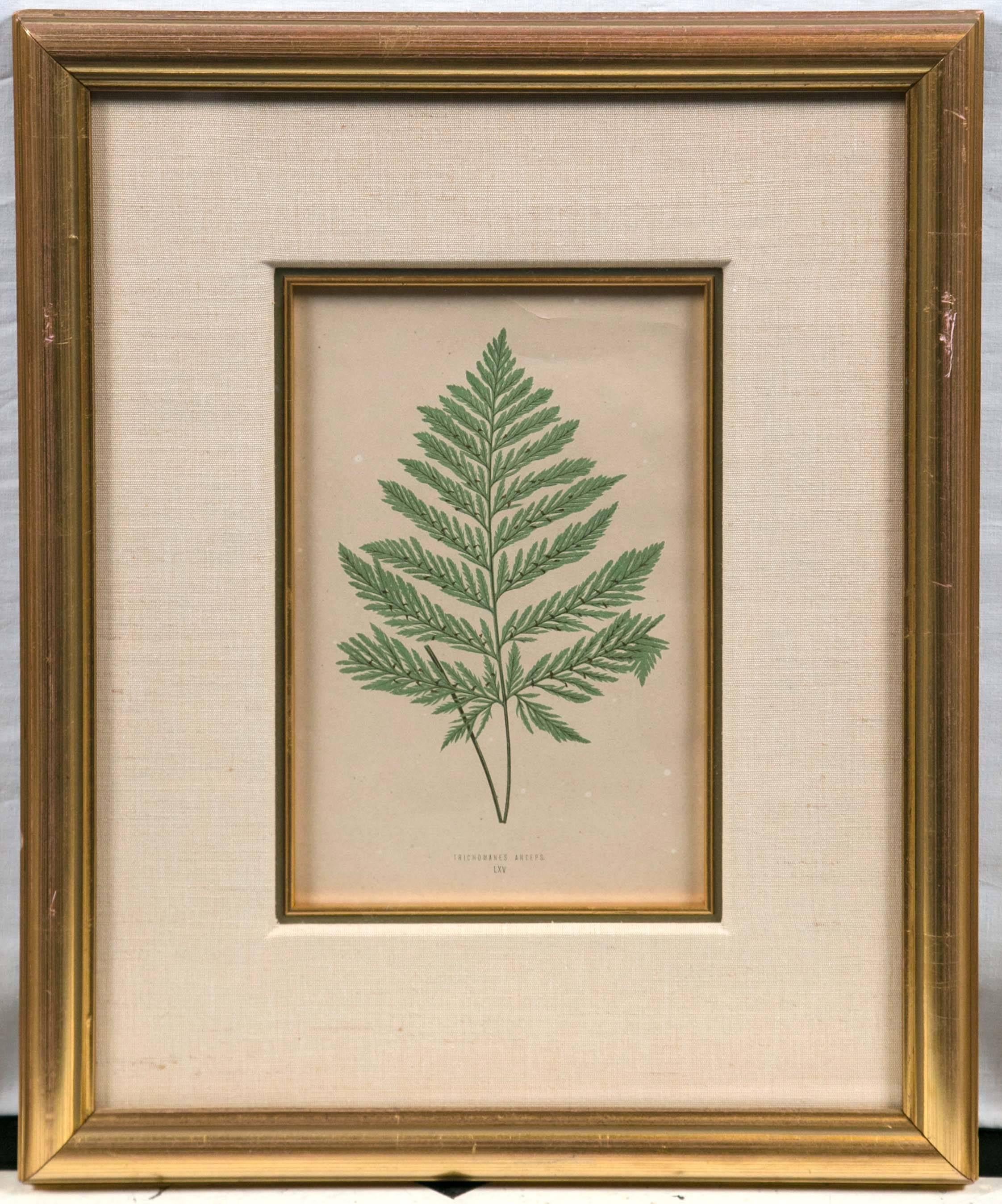 Set of Six Framed E. J. Lowe 'Fern Prints, ' 19th Century, England In Good Condition In Chappaqua, NY