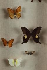 Beautiful 1950s Butterfly Vitrine