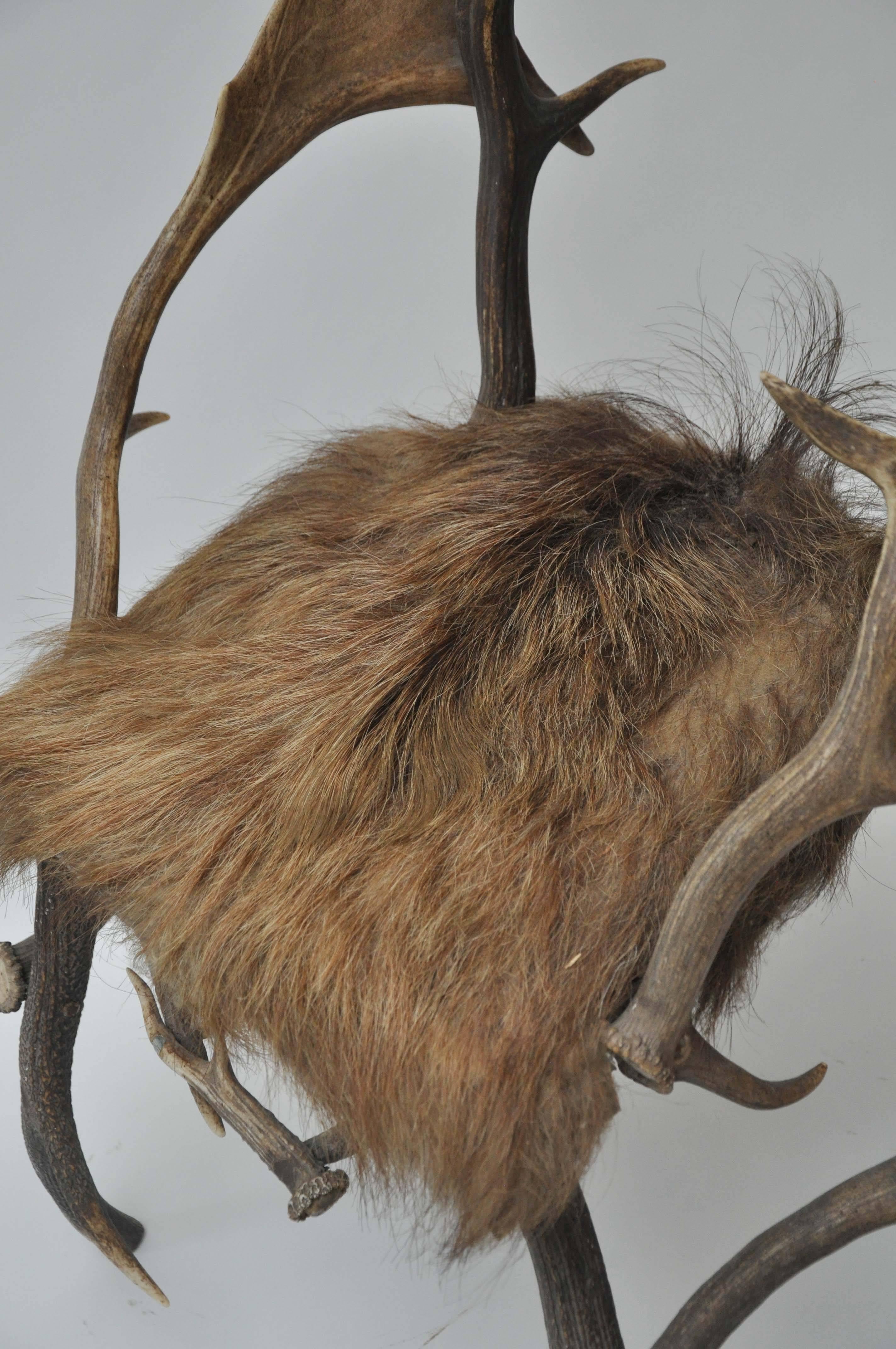 Early 19th Century Elk Antler Chair From Germany with Natural Boar Hair Seat 2