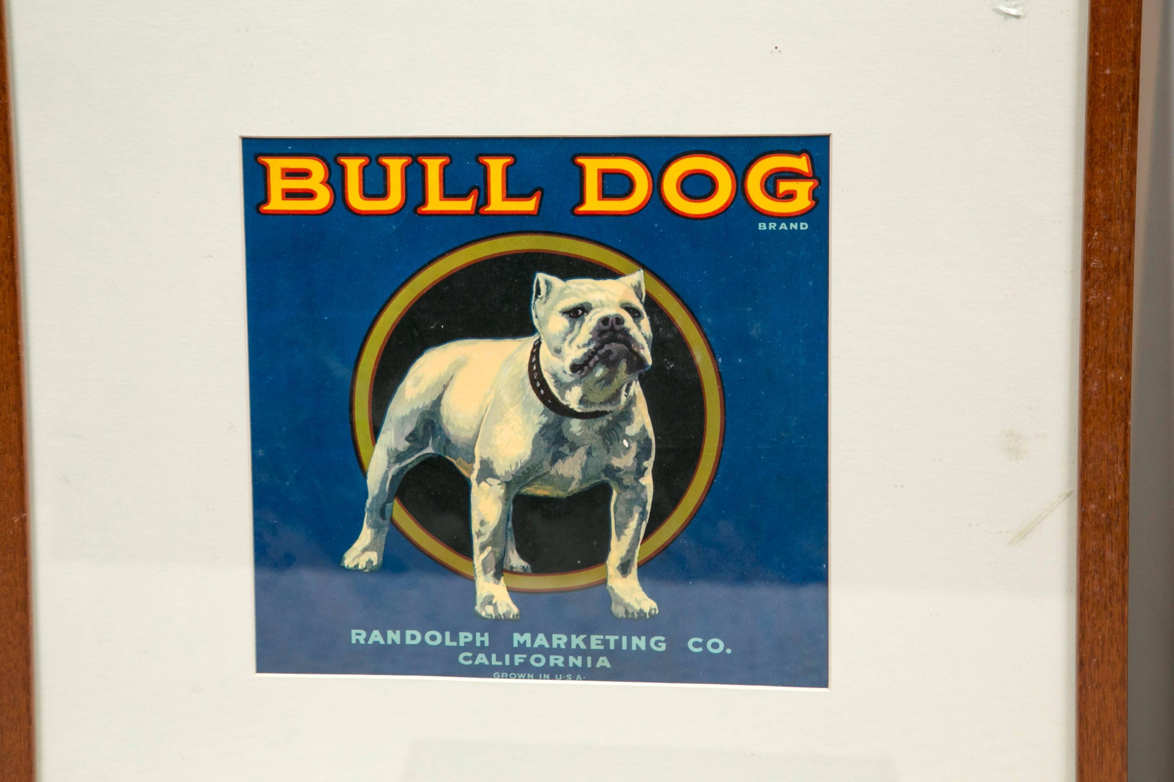 Other Pop Art Collection of Bulldogs