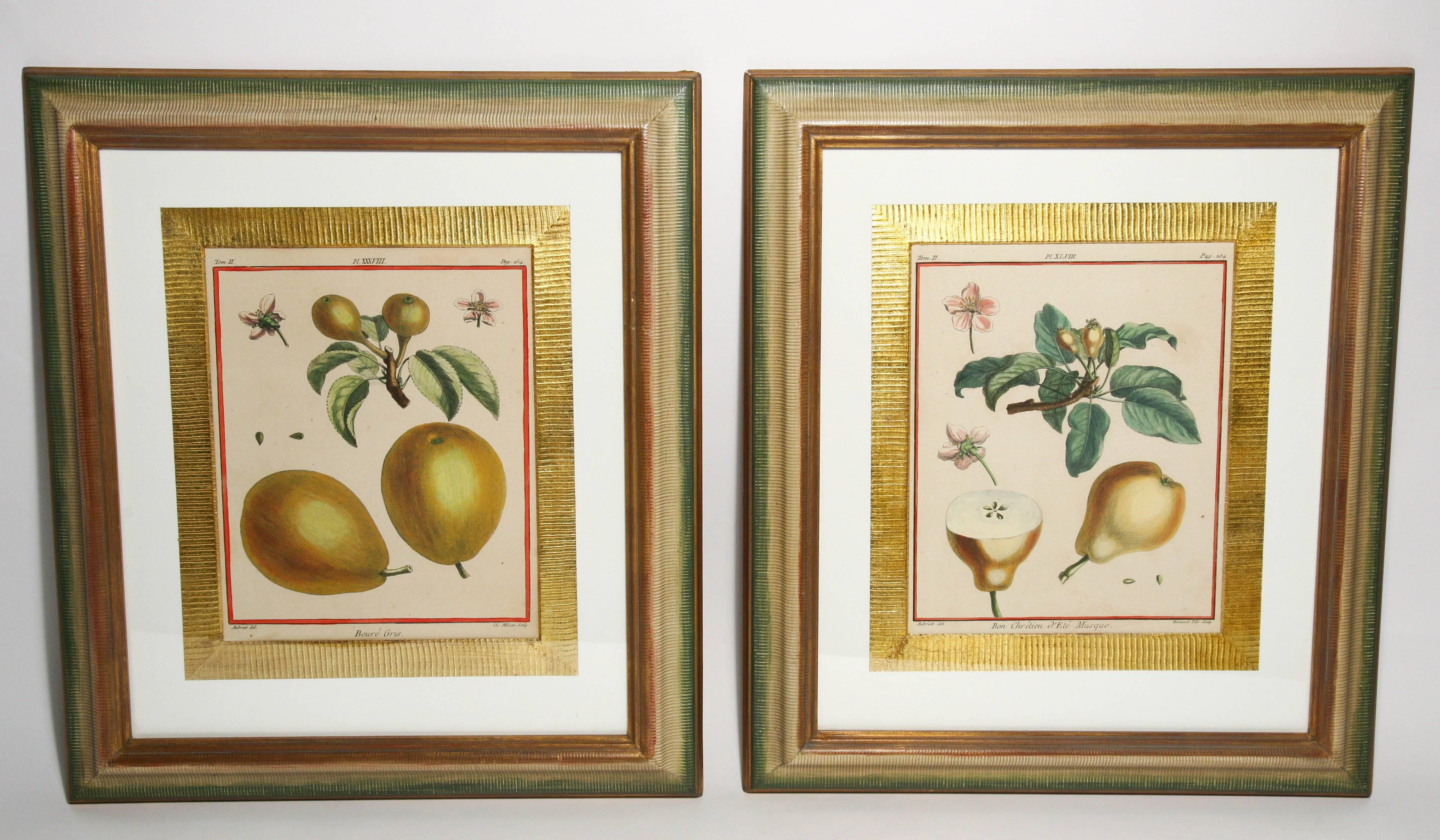 A delightful pair of antique prints from Traite des Arbres Fruitier by Henri-Louis Duhamel du Monceau who was known for his high quality and realistic depictions of fruits. We have a charming pair for sale in wonderful antique condition. Hand