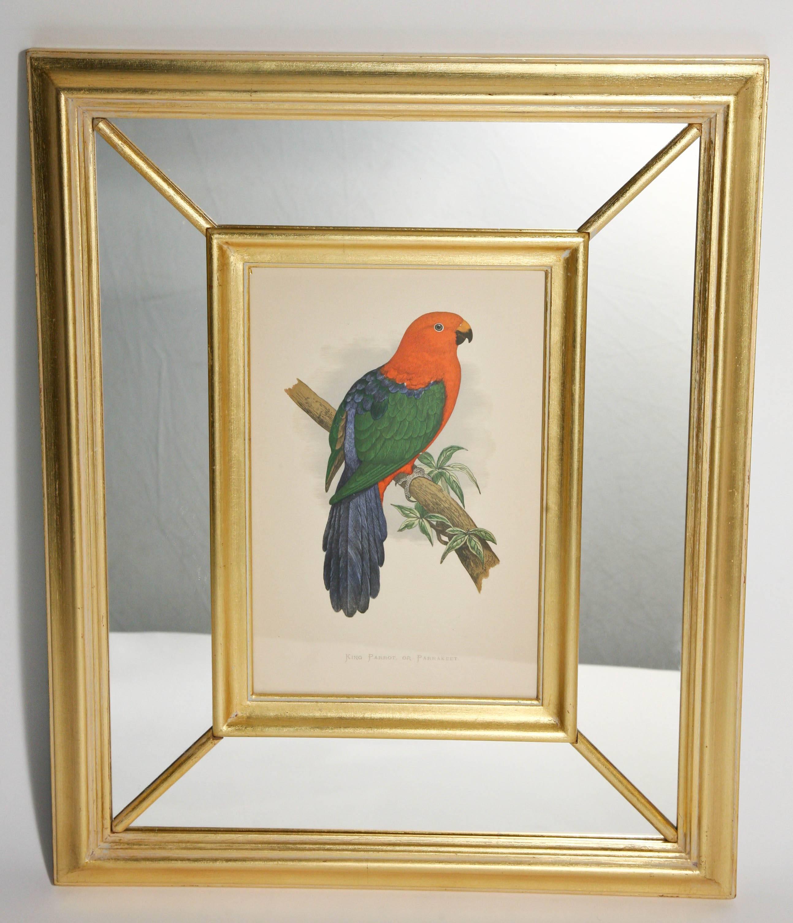 Hand-Crafted Set of Eight Vibrant 19th Century Parrot Prints Benjamin Fawcett after A.F Lydon