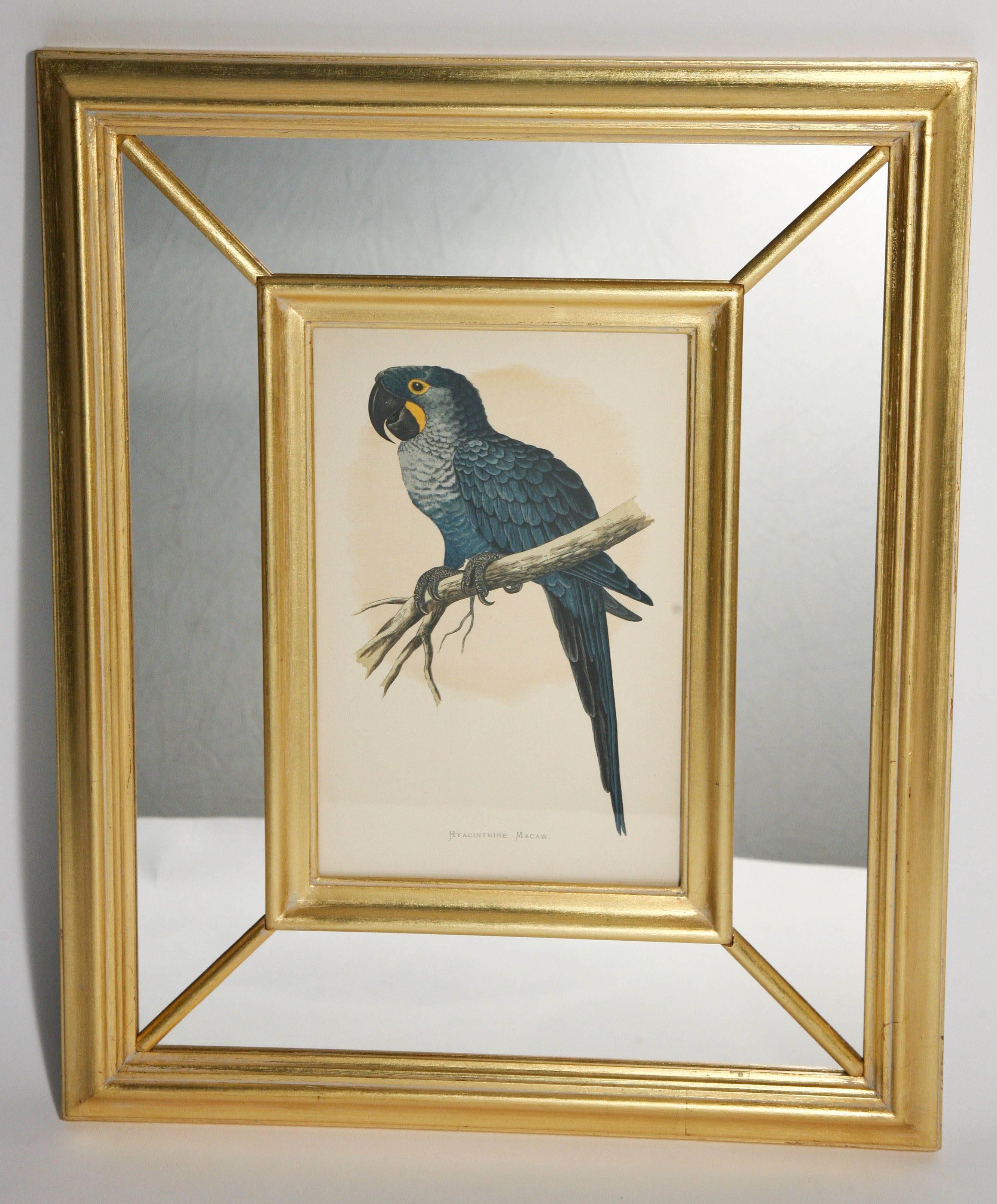 Set of Eight Vibrant 19th Century Parrot Prints Benjamin Fawcett after A.F Lydon In Good Condition In West Palm Beach, FL