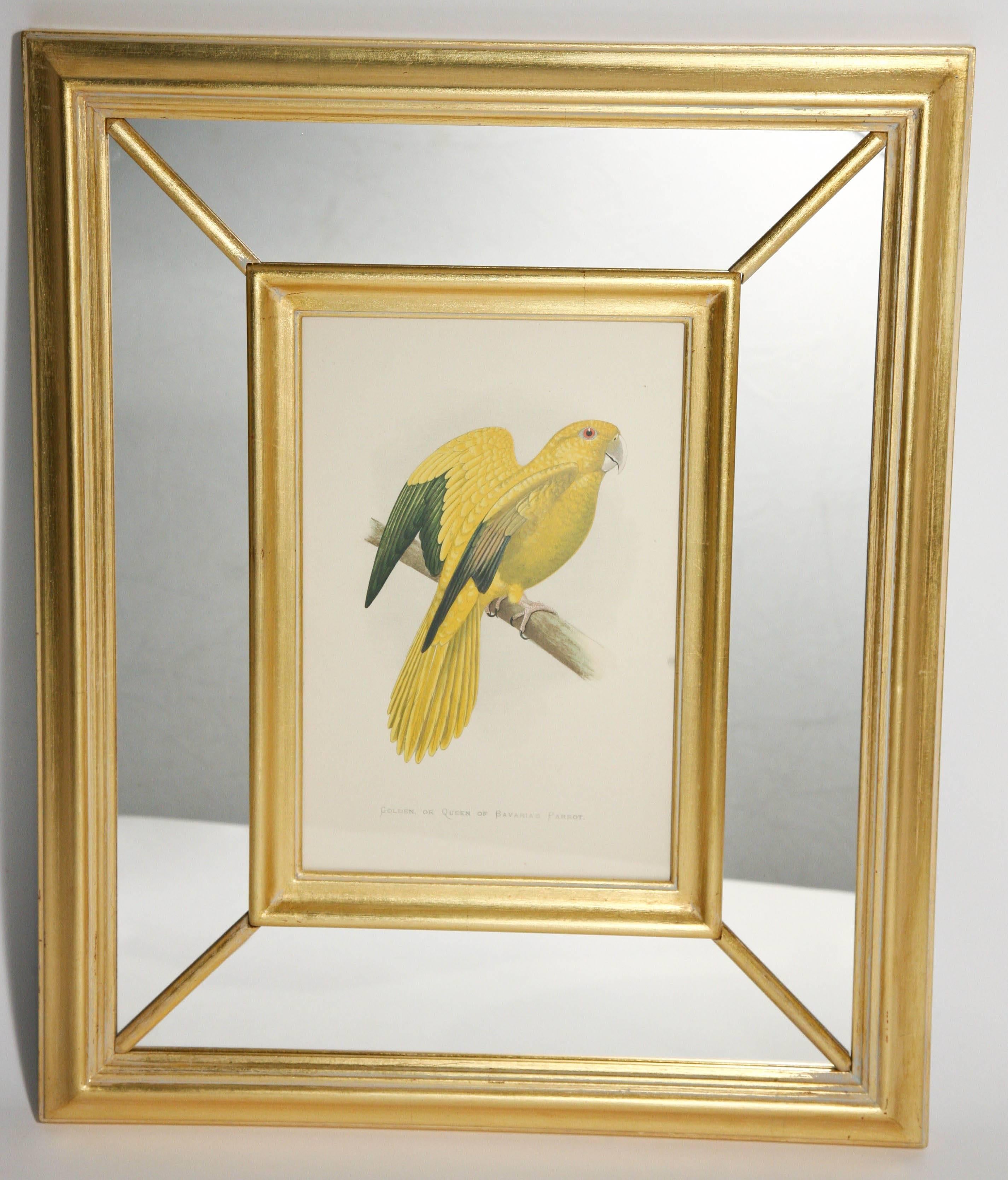 Late 19th Century Set of Eight Vibrant 19th Century Parrot Prints Benjamin Fawcett after A.F Lydon