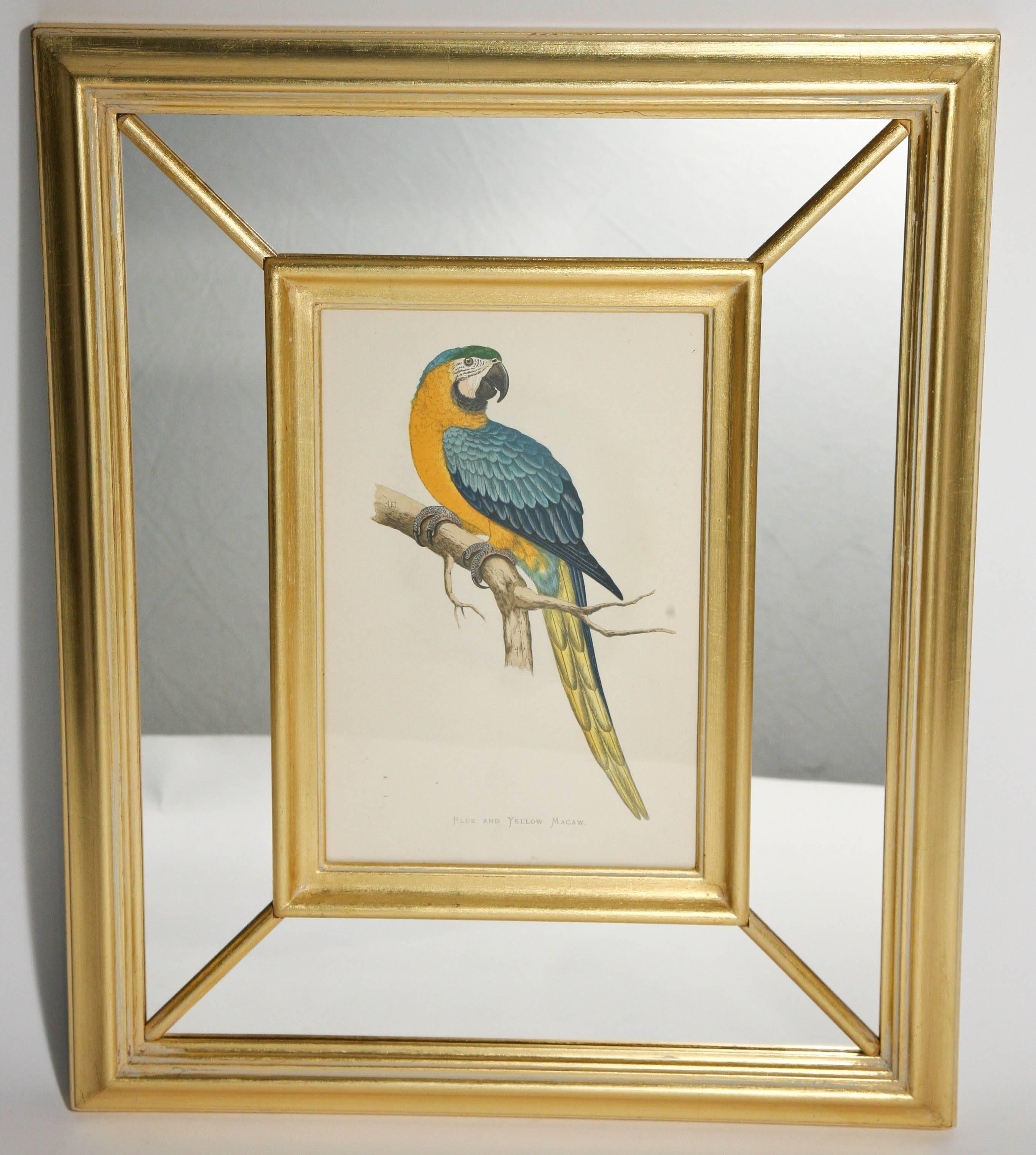 Gold Leaf Set of Eight Vibrant 19th Century Parrot Prints Benjamin Fawcett after A.F Lydon