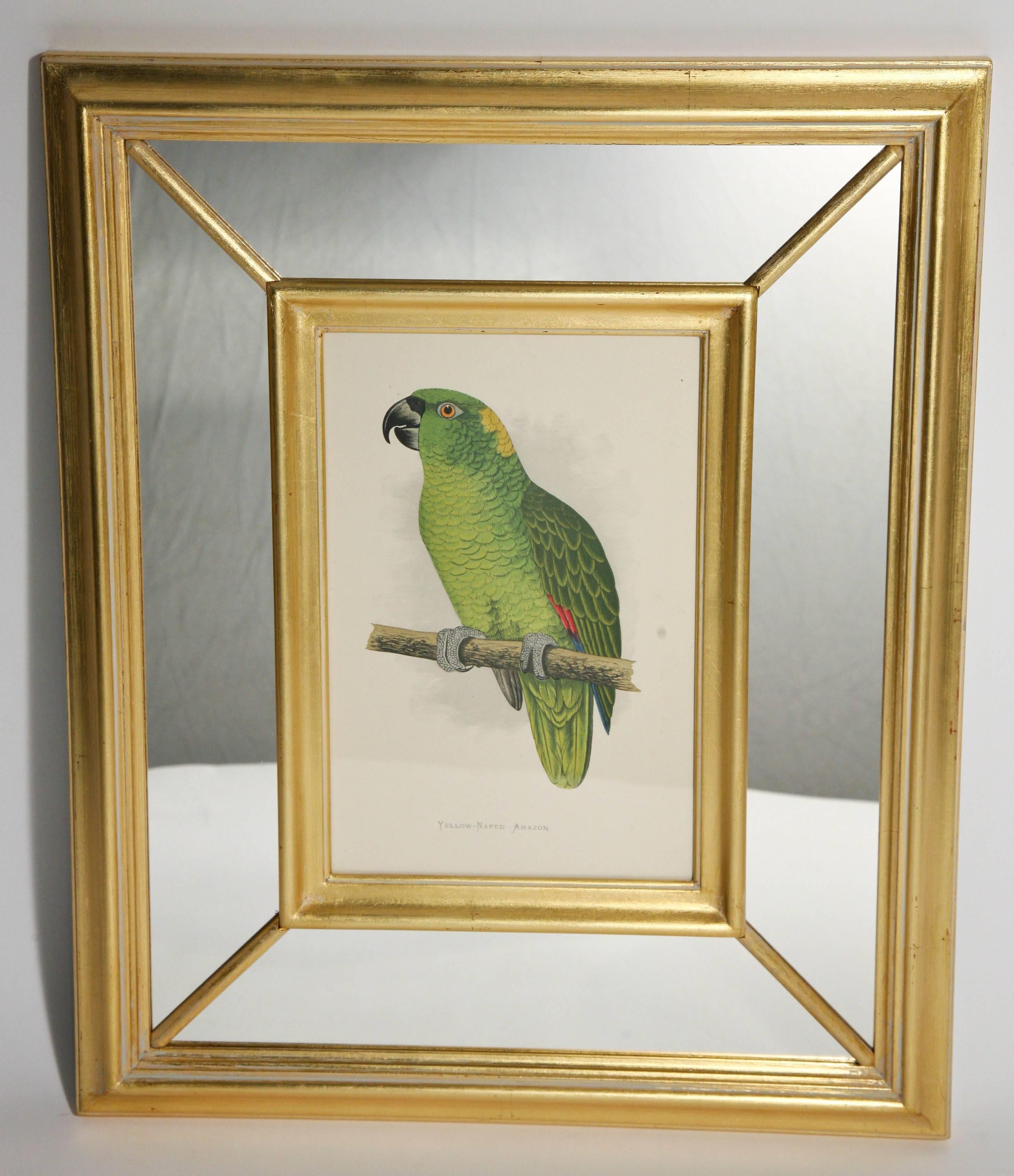 Set of Eight Vibrant 19th Century Parrot Prints Benjamin Fawcett after A.F Lydon 1