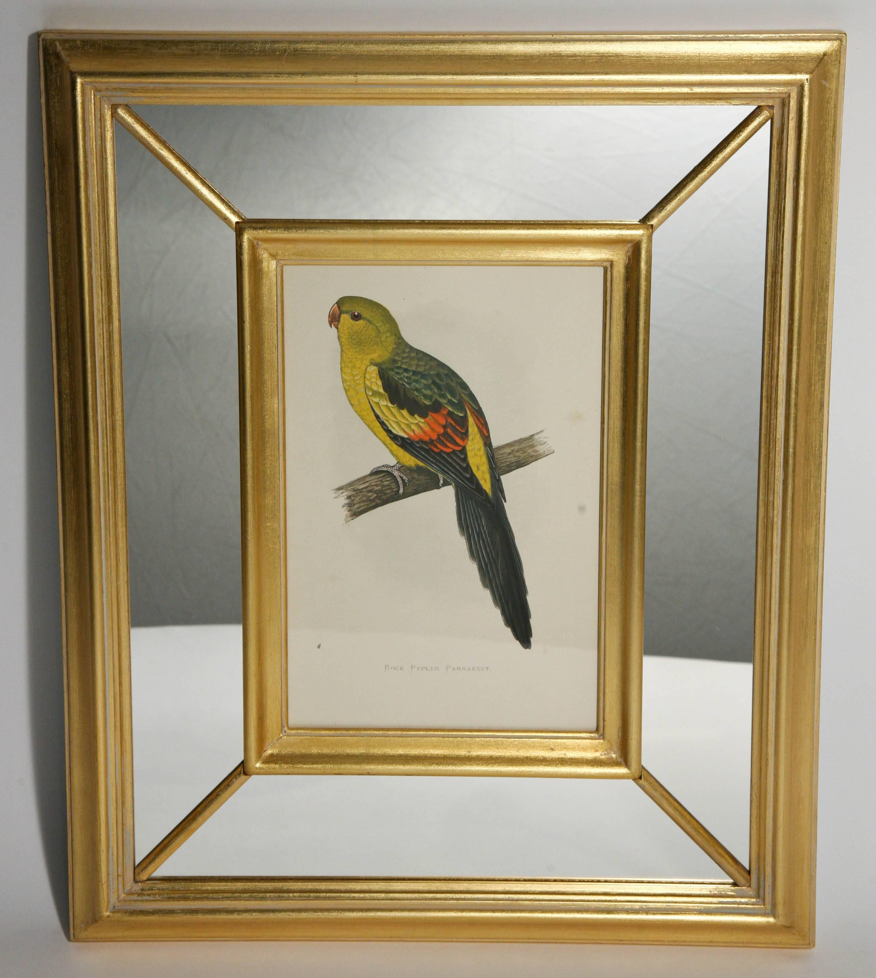 Set of Eight Vibrant 19th Century Parrot Prints Benjamin Fawcett after A.F Lydon 2