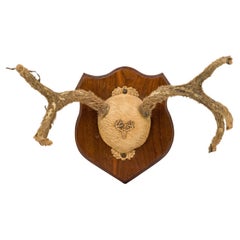 Rustic Deer Antler Wall Plaque, Velvet Mounted, Late 19th Century