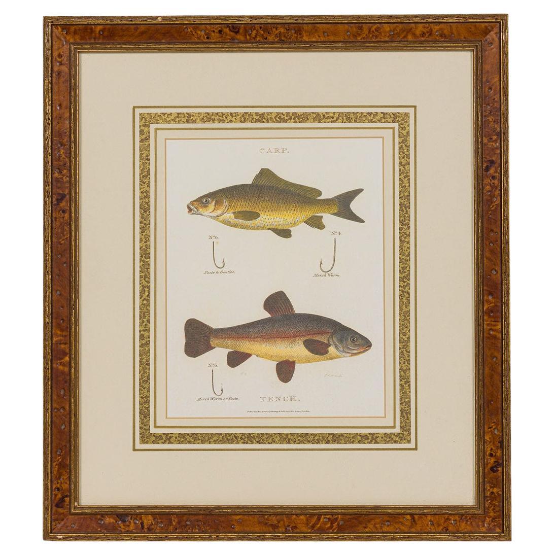 Framed Georgian Style Color Lithograph of Carp and Tench, 20th Century