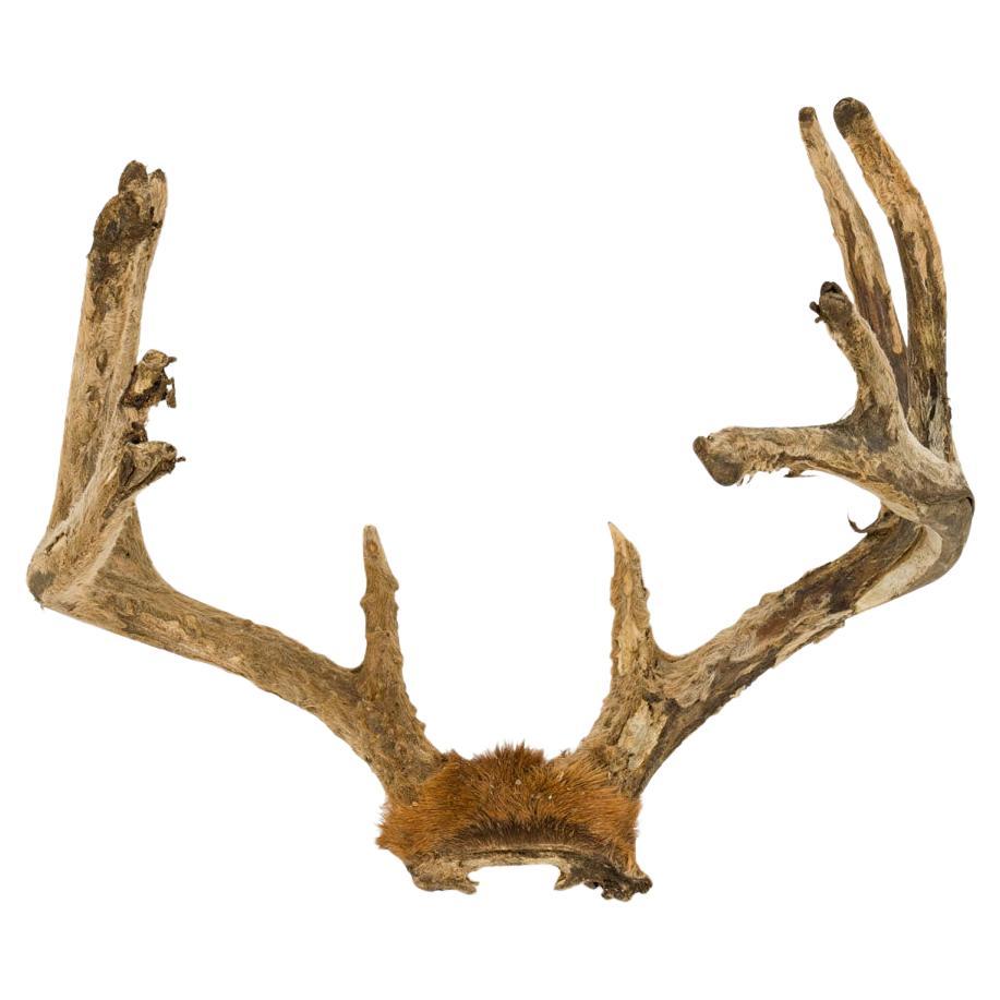 19th Century Rustic Wall-Mounted Sculpture of Deer Antlers For Sale