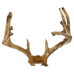 19th Century Rustic Wall-Mounted Sculpture of Deer Antlers