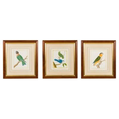 Set of 3 Victorian Prints of Colorful Birds, 19th Century, Framed