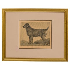 Framed American Mid-Century Airedale Terrier Print, Gold, 20th Century