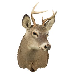 19th Century American Rustic Taxidermied Grey Deer Head with Antlers