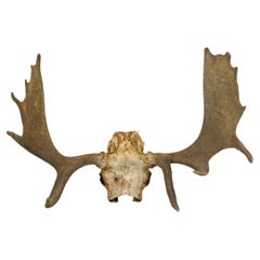 Rustic Moose Skull Wall Mount Sculpture, Antler, Late 19th Century