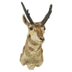 19th Century American Rustic Taxidermied 4-Point Pronghorn Wall Plaque