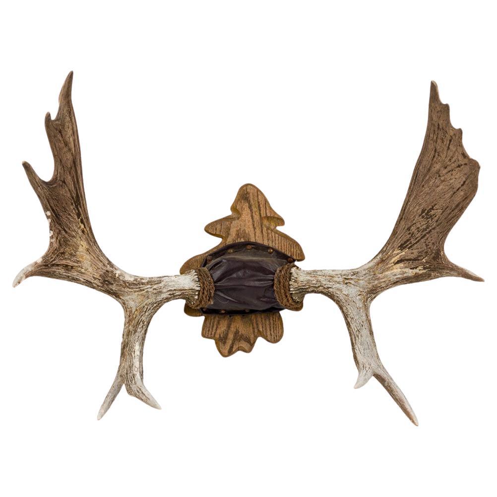 Rustic Moose Antler Wall Plaque, Oak Leaf Design, Late 19th Century For Sale
