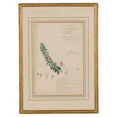 Framed 19th Century Watercolor Botanical Drawing, Myoporum Parvifolium