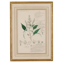 19th Century Victorian Watercolor Botanical Drawing of Vitex Altissima