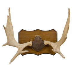 Plaque murale rustique en bois de cerf, fin du XIXe siècle, États-Unis, 35 x 28 pouces