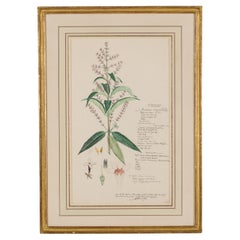 19th Century Watercolor Botanical Drawing of Aloysia Citriodora