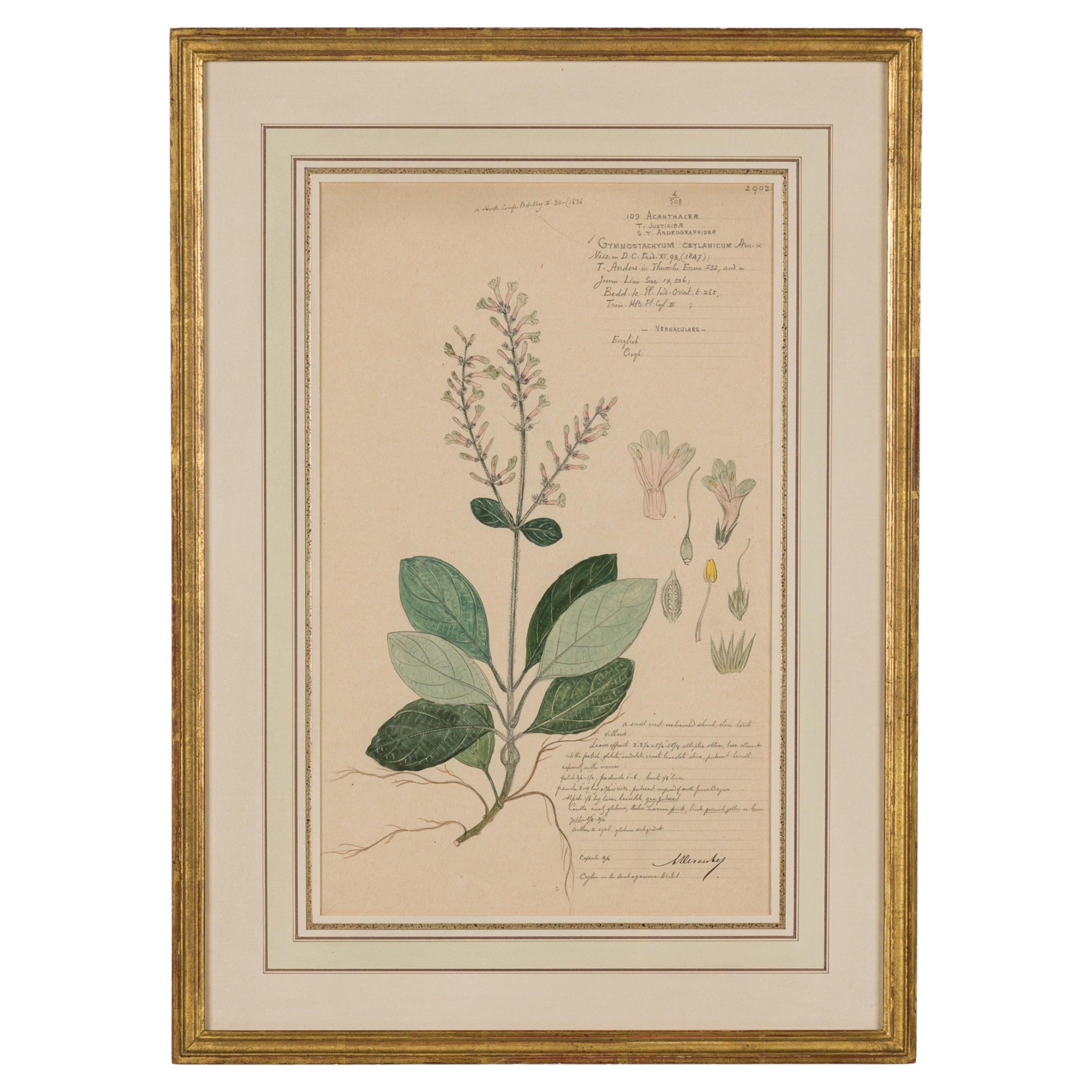 Dessin botanique à l'aquarelle du XIXe siècle, encadré, de style victorien, États-Unis