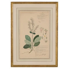 Dessin botanique à l'aquarelle du XIXe siècle, encadré, de style victorien, États-Unis