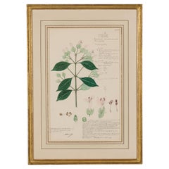 19th Century Victorian Watercolor Botanical Drawing in Beveled Frame